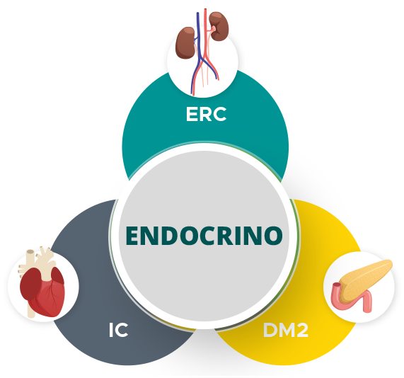 ROL ENDOCRINOLOGÍA