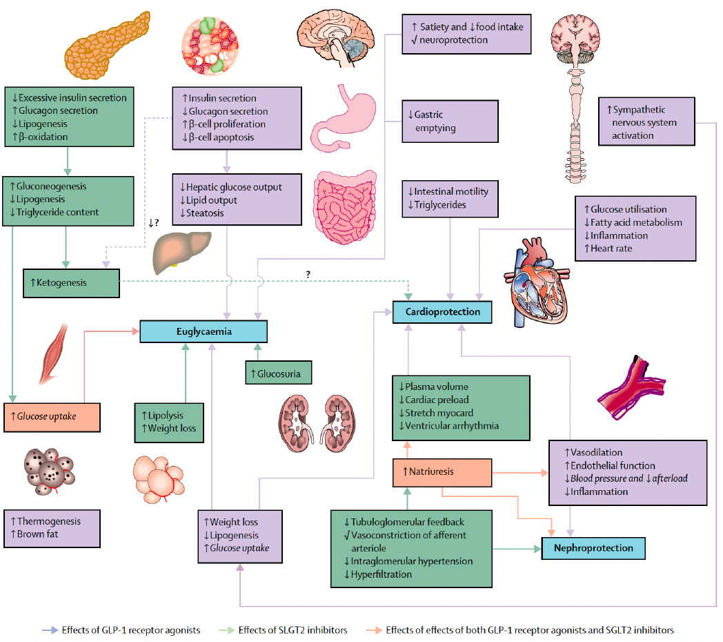Los efectos sinérgicos de los iSGLT2 y los arGLP1 bajo una perspectiva mecanística12